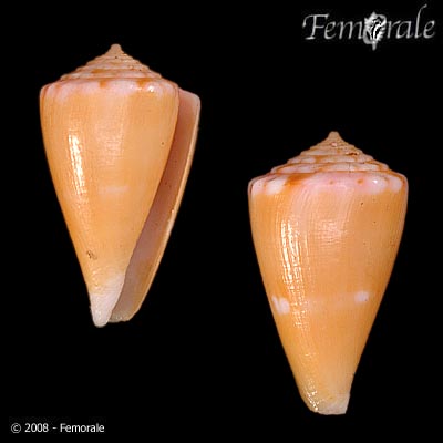 Conus sazanka