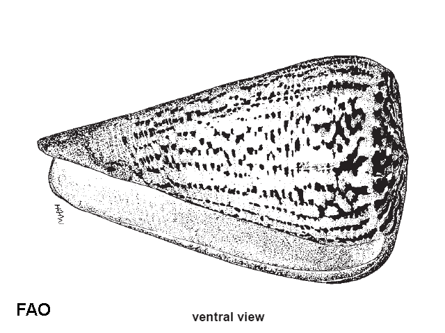 Conus suratensis