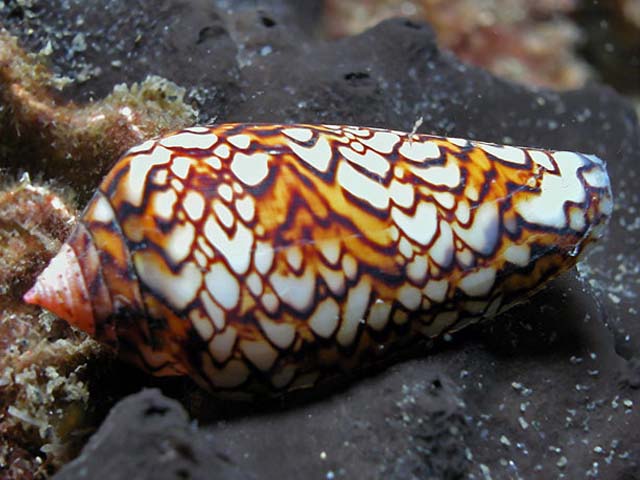 Conus textile