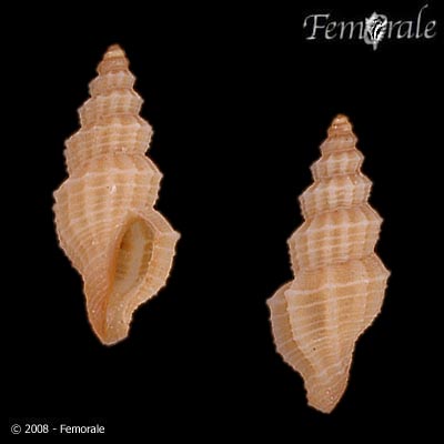 Cryoturris fargoi