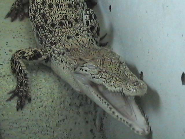 Crocodylus porosus