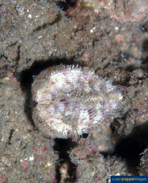 Ctenocardia fornicata