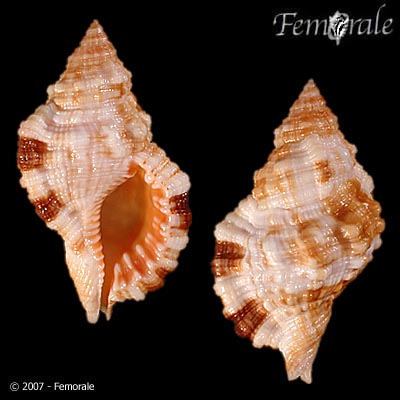 Monoplex aquatilis