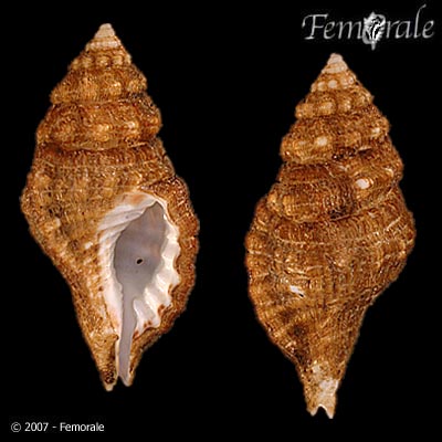 Cymatium corrugatum