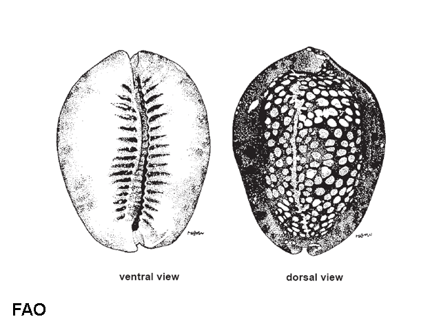 Mauritia depressa