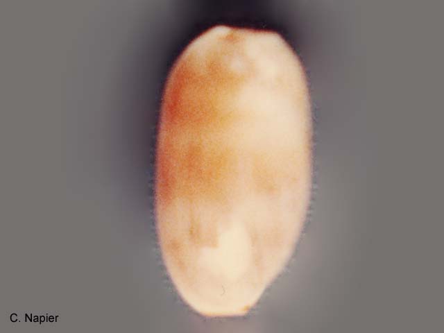 Cypraea isabella