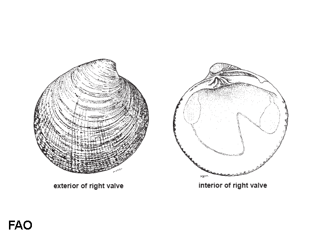 Cyclina sinensis