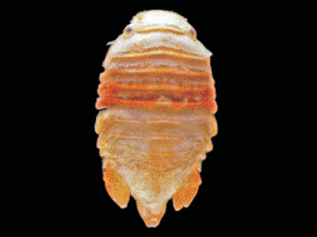 Cymodocella tubicauda