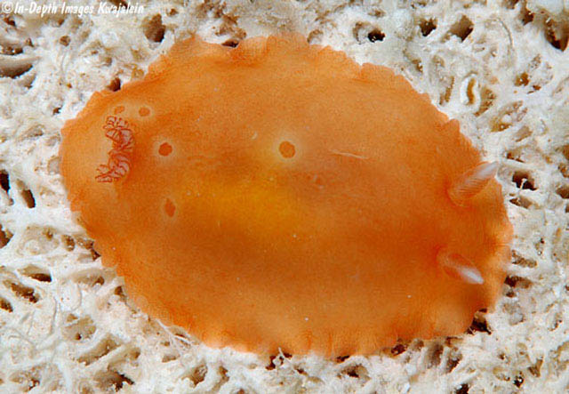 Dendrodoris guttata