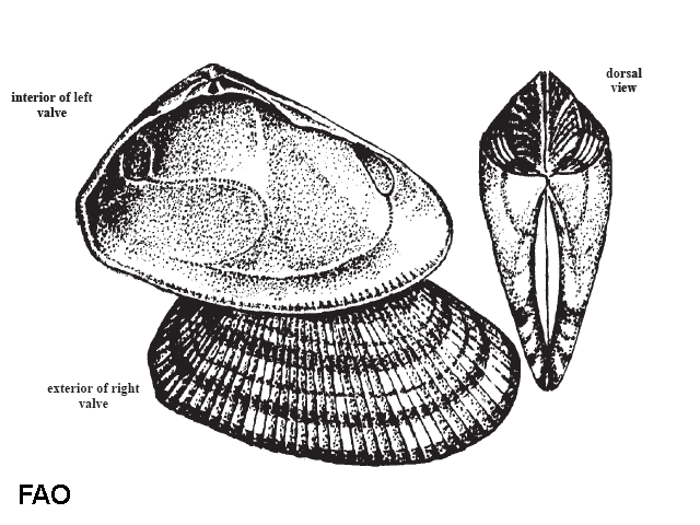 Donax denticulatus