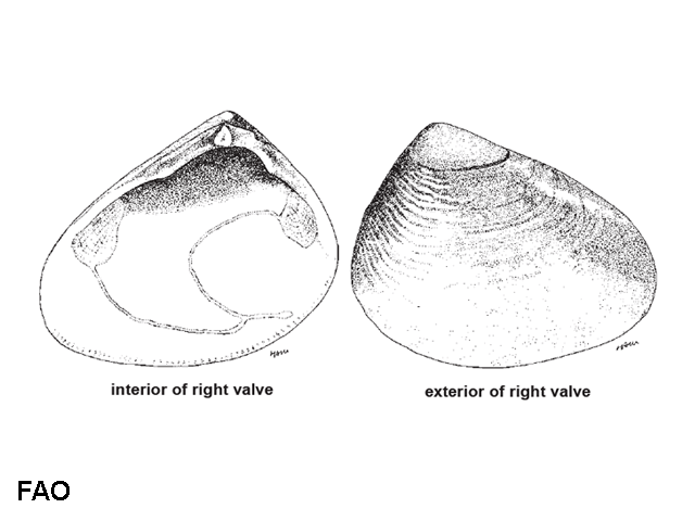 Donax incarnatus