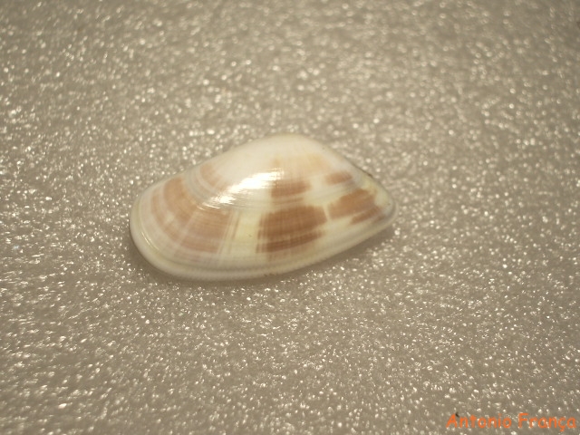 Donax venustus