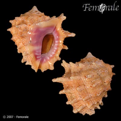 Drupa rubusidaeus