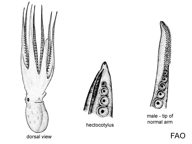 Eledone massyae