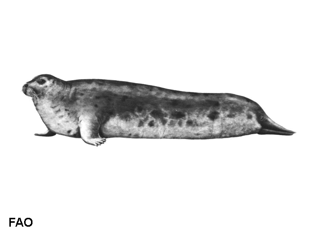 Erignathus barbatus