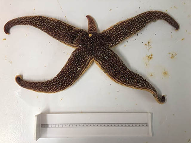 Evasterias echinosoma