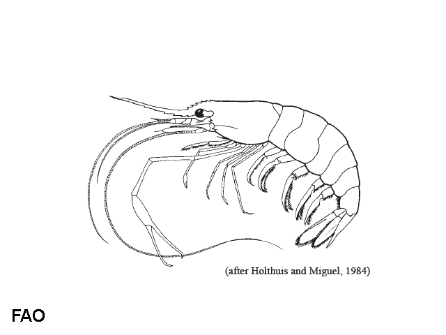 Palaemon styliferus