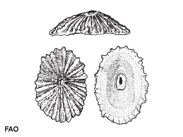 Fissurella barbadensis