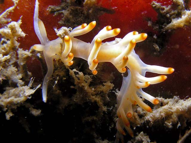 Flabellina bicolor