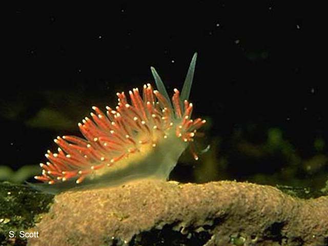 Flabellina pellucida