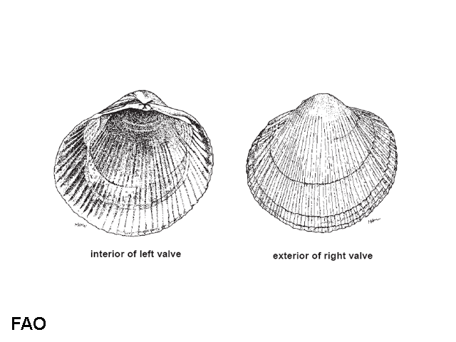 Fulvia papyracea