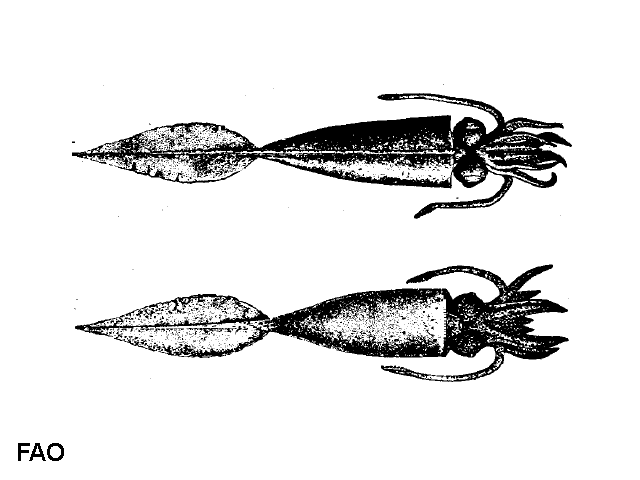 Galiteuthis armata