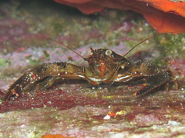 Galathea squamifera