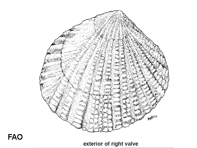 Gafrarium pectinatum