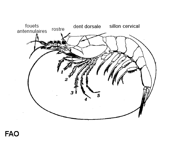 Amalopenaeus elegans