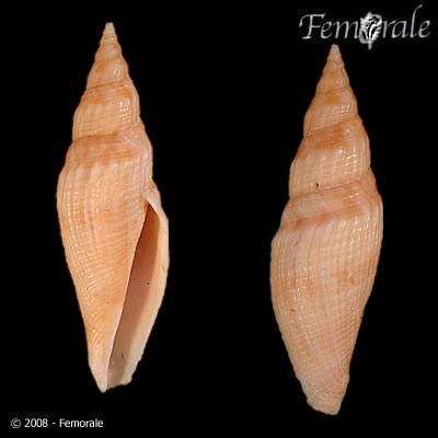 Genota mitriformis