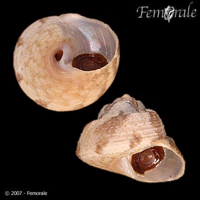 Gibbula magus