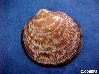 Glycymeris glycymeris