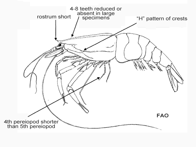 Glyphus marsupialis