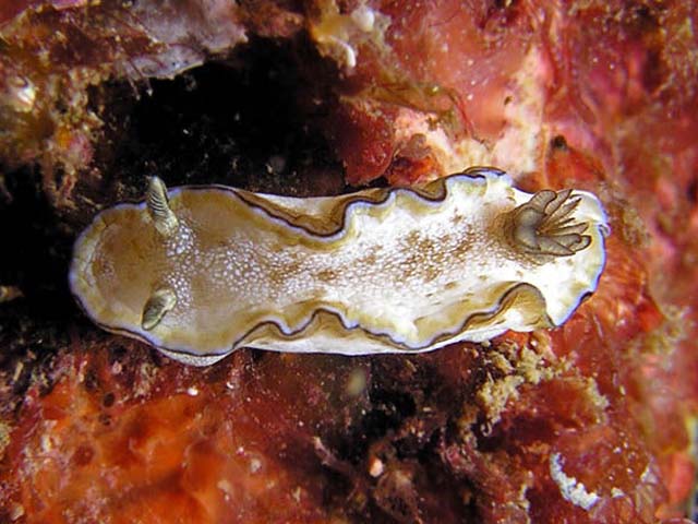 Glossodoris sibogae