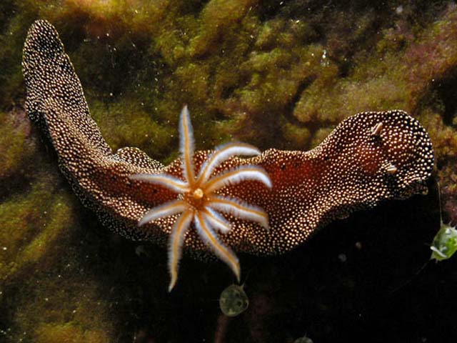 Glossodoris stellatus
