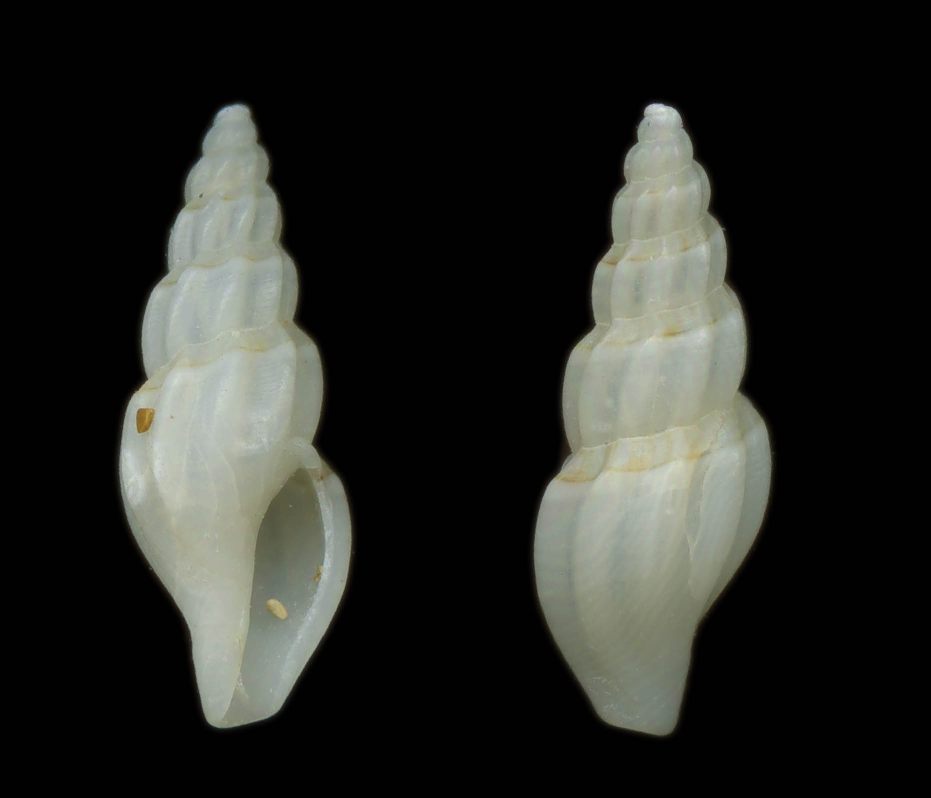 Guraleus picta