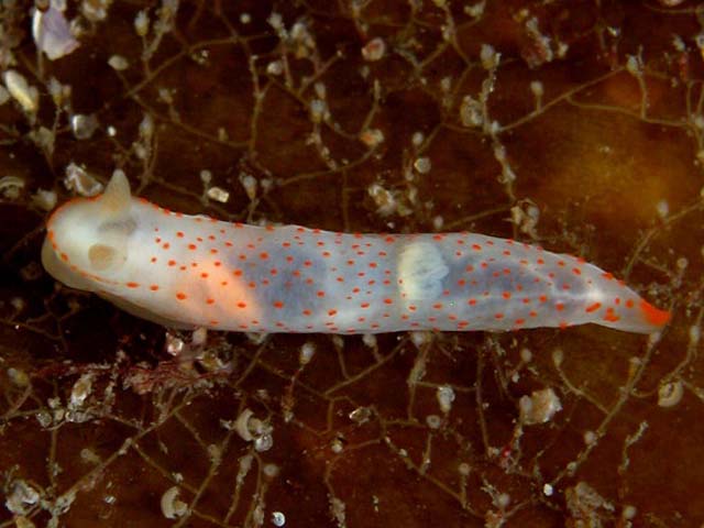 Gymnodoris alba