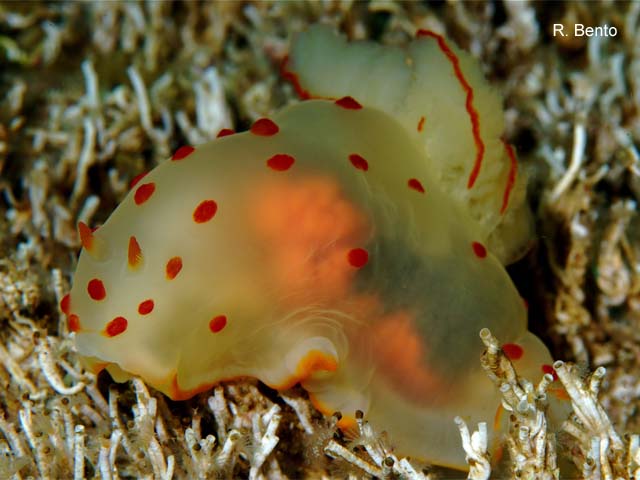 Gymnodoris ceylonica