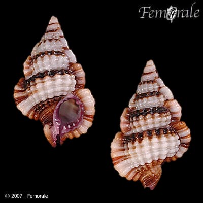 Gyrineum pusillum