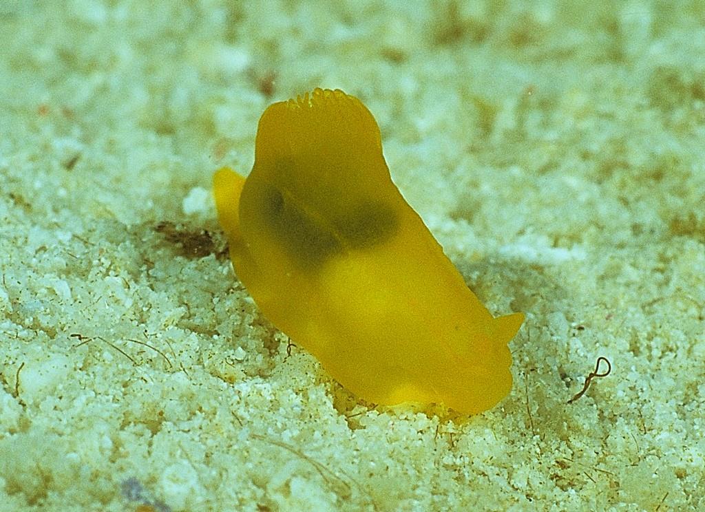 Gymnodoris subflava