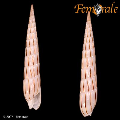 Hastula lanceata