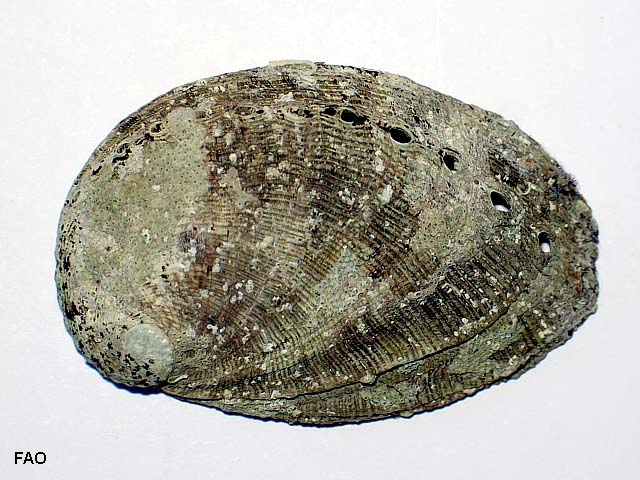 Haliotis tuberculata