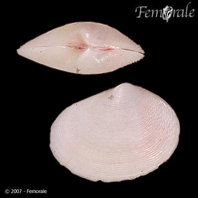 Heterodonax pacificus