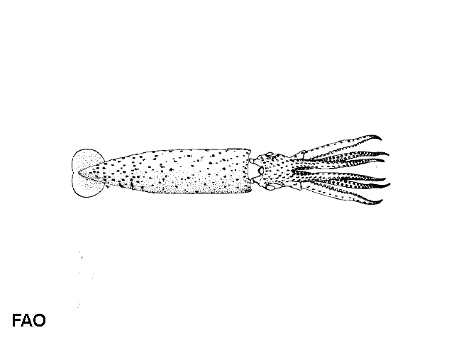 Histioteuthis elongata