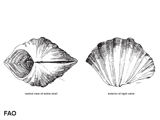 Hippopus porcellanus