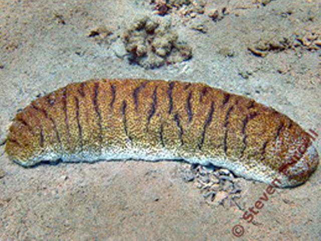 Holothuria fuscopunctata