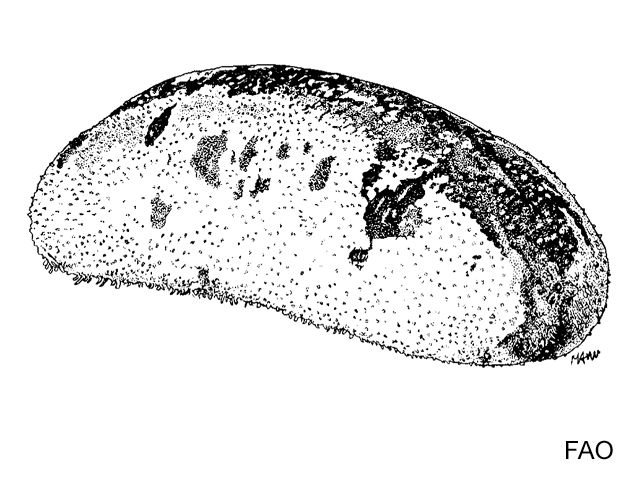 Holothuria lessoni