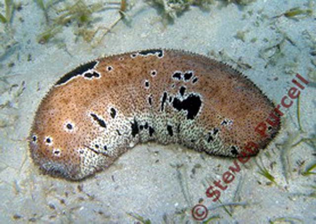 Holothuria lessoni