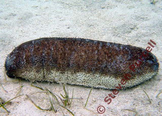 Holothuria lessoni