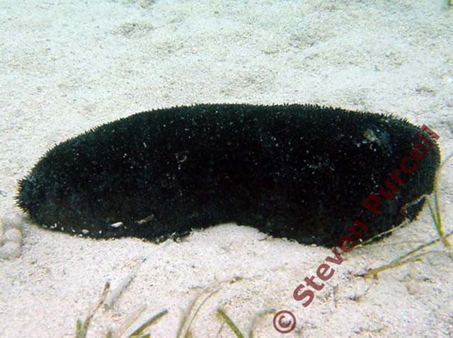 Holothuria lessoni